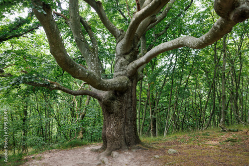 Old, gnarly beech tree