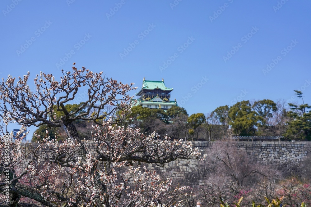 お城をバックに咲く満開の白梅＠大阪