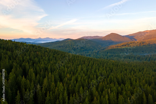 Aerial view of bright foggy morning over dark hills with mountain forest trees at autumn sunrise. Beautiful scenery of wild woodland at dawn