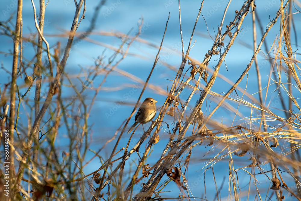Fototapeta premium bird on branch
