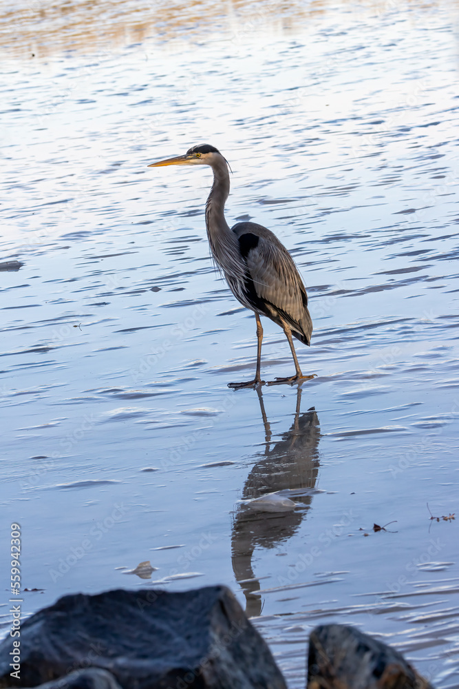 Obraz premium great blue heron