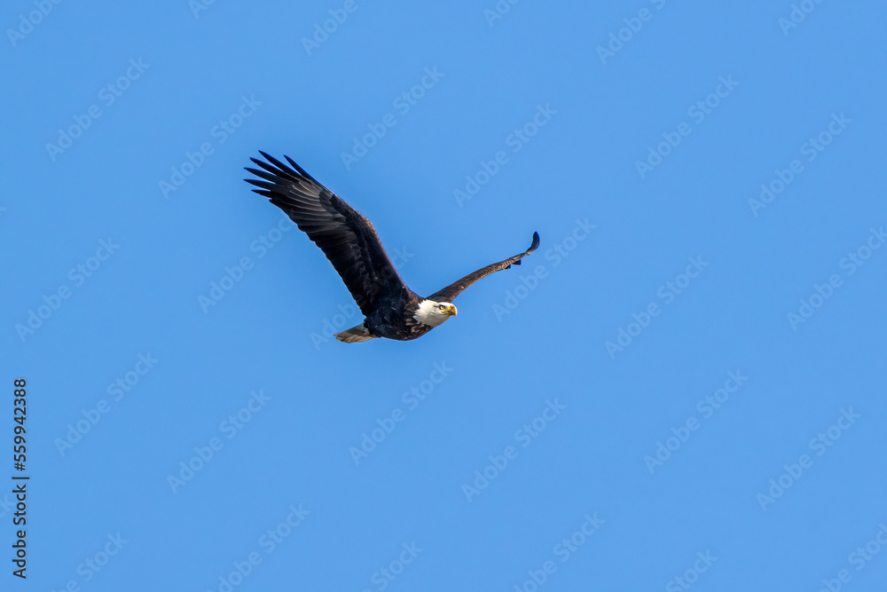 Obraz premium bald eagle in flight
