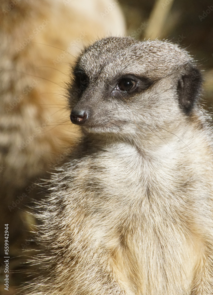 Fototapeta premium meerkat on guard