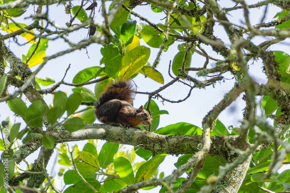 squirrel on tree squirrel on tree