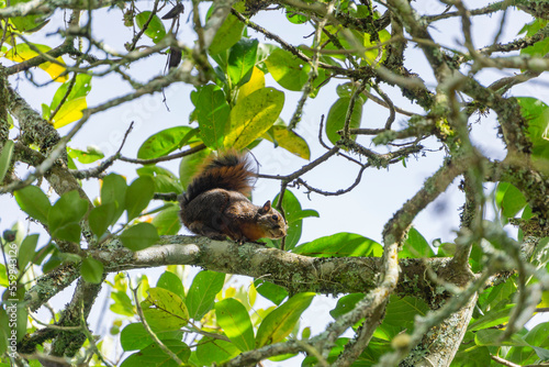 squirrel on tree