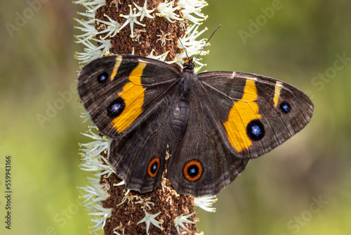 Australian Sword-grass Brown Butterfly feeding on nectar of a Grass Tree photo