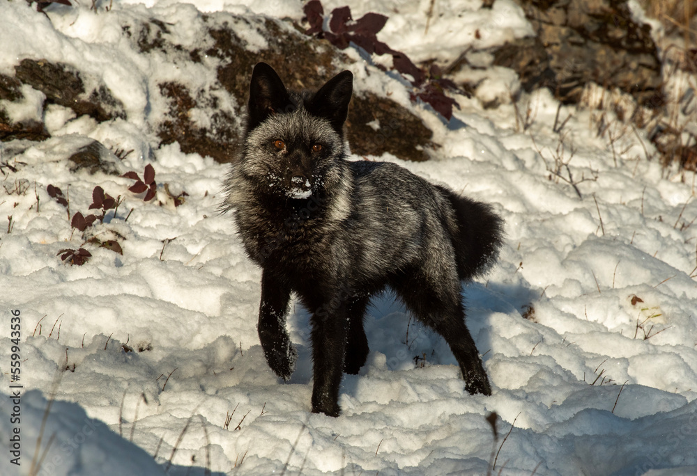 Naklejka premium Silver Fox in Winter