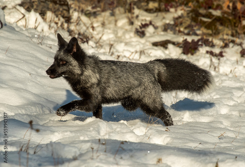 Silver Fox in Winter