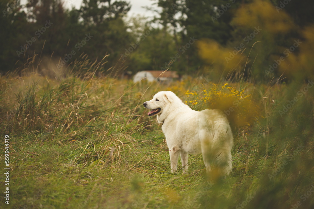 Obraz premium A maremma sheepdog on a farm in Ontario, Canada.