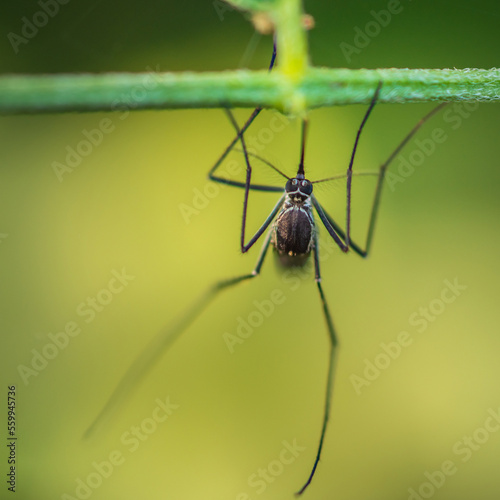 Close-up of a mosquito resting on green branch, Nature blurred background, selective focus.