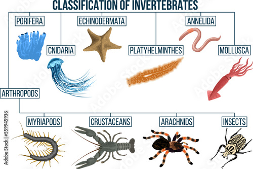 Classification of invertebrates animals. Insect,  arachnids, crustaceans, myriapods, mollusca. Education diagram of biology. photo