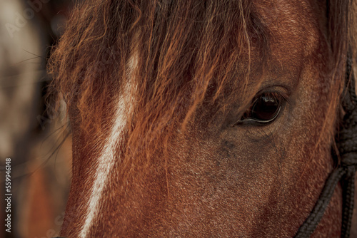 PORTRAIT OF A HORSE LOOK