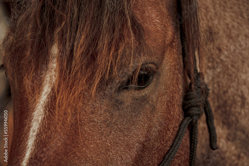 PORTRAIT OF A HORSE LOOK