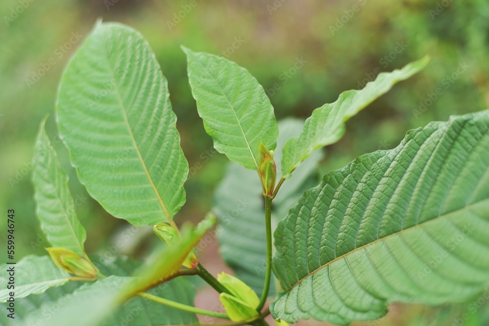 close up of leaves of tree, close up of green leaves, Mitragyna speciosa or kratom leaves close up of leaves of tree, close up of green leaves, Mitragyna speciosa or kratom leaves