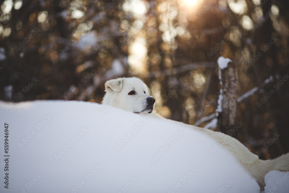 A maremma sheepdog on a farm in Ontario, Canada. A maremma sheepdog on a farm in Ontario, Canada.