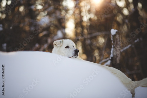 A maremma sheepdog on a farm in Ontario  Canada.