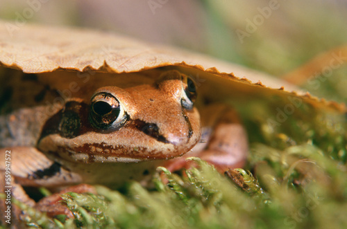 A wood frog. (Rana sylvatica) photo
