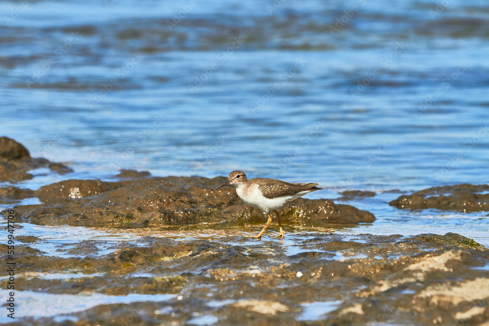 Aves de Costa Rica