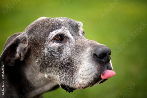 The head of Great Dane with tongue in Wilmington, North Carolina. photo