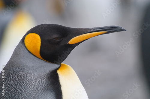 A King Penguin (Aptenodytes patagonicus) photo