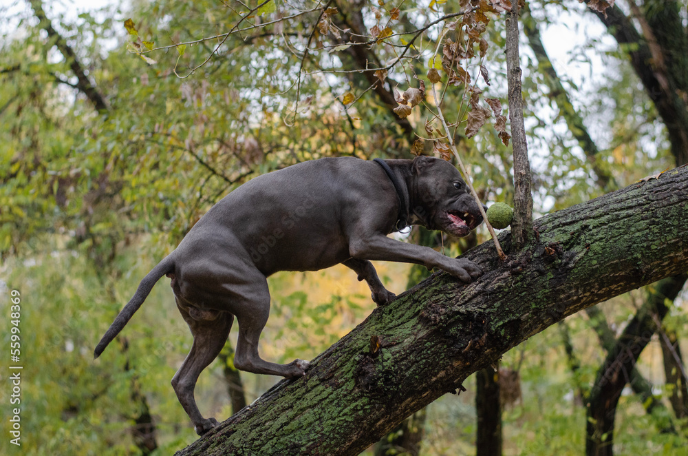 Cute big gray pitbull dog on wood in the fall forest. American pit bull terrier on tree in the autumn park