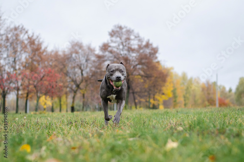 Cute big gray pitbull dog is running with a tennis ball in the fall forest. American pit bull terrier in the autumn park © Anastasiia