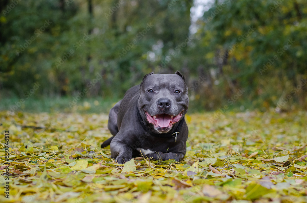 Cute big gray pitbull dog in yellow leaves in the fall forest. American pit bull terrier in the autumn park Cute big gray pitbull dog in yellow leaves in the fall forest. American pit bull terrier in the autumn park