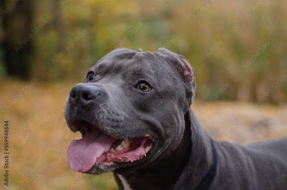 Cute big gray pitbull dog in the fall forest. American pit bull terrier in the autumn park