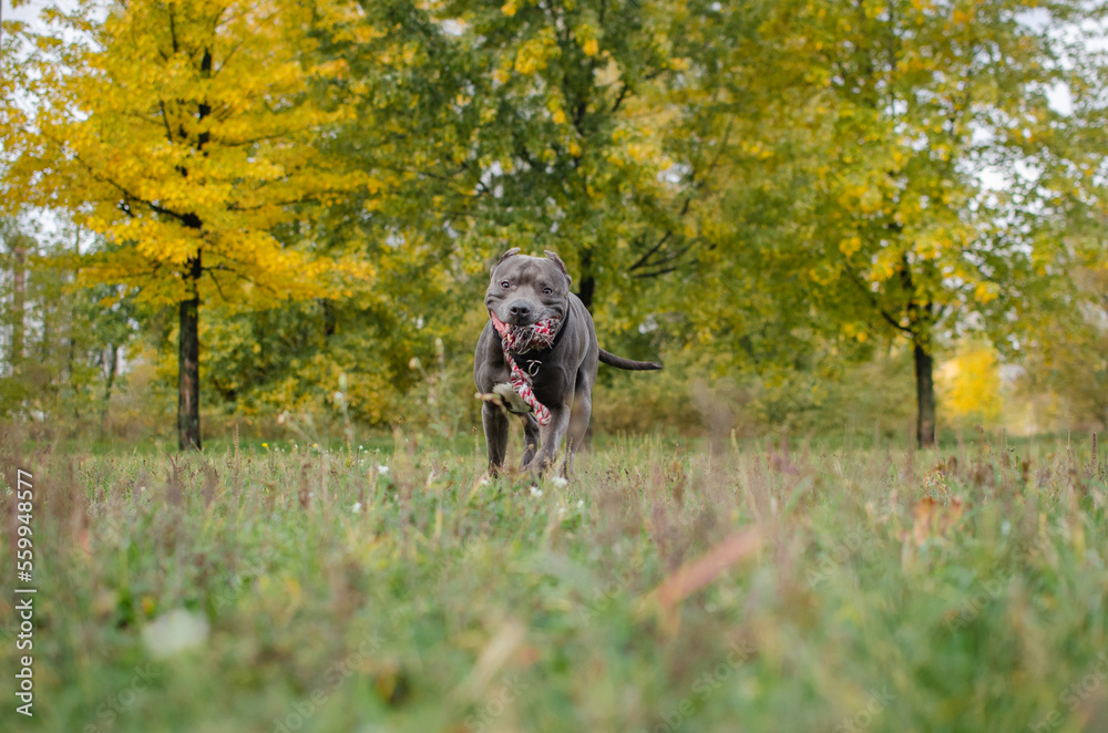 Cute big gray pitbull dog in the fall forest. American pit bull terrier is playing with a rope toy in the autumn park
