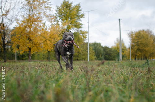 Cute big gray pitbull dog in the fall forest. American pit bull terrier is playing with a rope toy in the autumn park