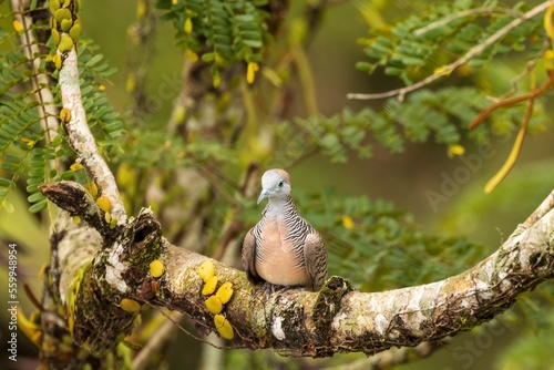The Zebra Dove (Geopelia striata), AKA Barred Ground Dove or Barred Dove, are small predominantly brownish-grey birds with a long tail and with black-and-white barring.  photo
