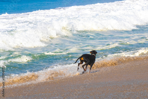 Black dog running walking along the beach and waves Mexico.
