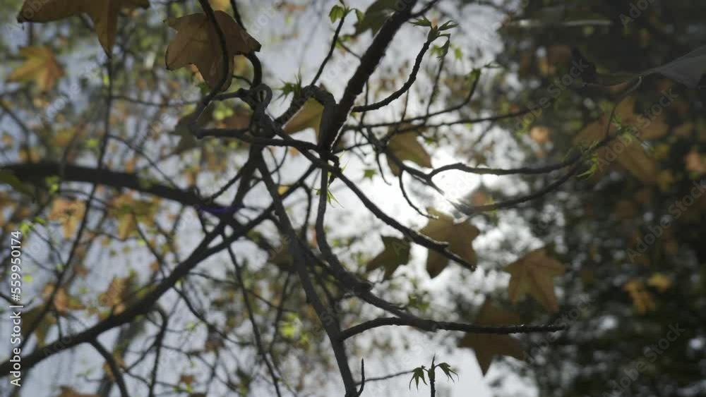 Hojas de arbol otoñal con destellos de sol 