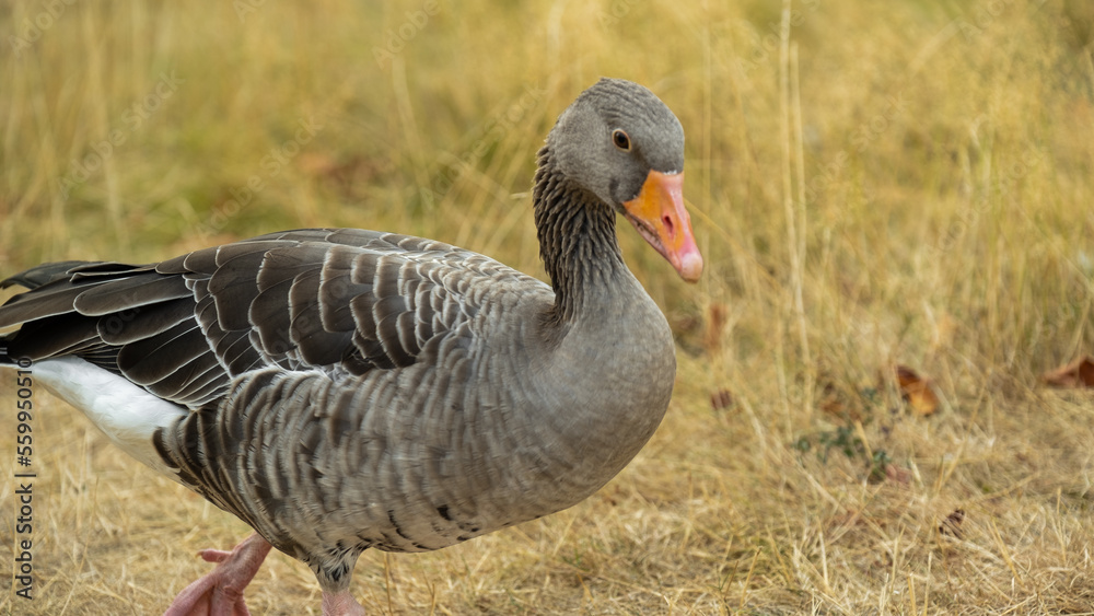 geese.Growing and breeding farm geese. Gray geese walk graze and eat grass.Domestic poultry.farm bird.Raising poultry.goose close-up portrait geese.Growing and breeding farm geese. Gray geese walk graze and eat grass.Domestic poultry.farm bird.Raising poultry.goose close-up portrait
