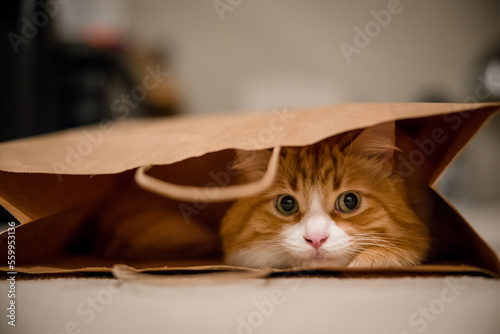Fotografie Cute orange tabby cat playing in paper bag