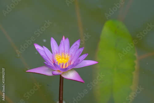 Purple water lily in the pond in the greenhouse in Munich