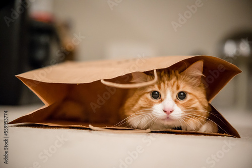 Fotografie Cute orange tabby cat playing in paper bag