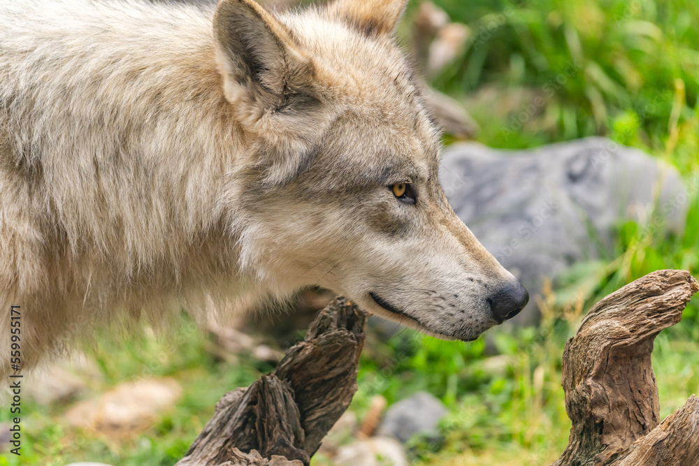Close-up of wolf at Yellowstone Grizzly and Wolf Discovery Center. Close-up of wolf at Yellowstone Grizzly and Wolf Discovery Center.