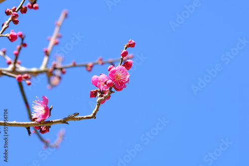 pink Japanese apricot blossom in blooming	