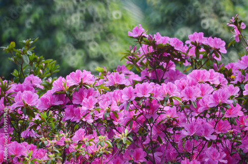 16 March 2013 Hong Kong Flower Show , the spring event