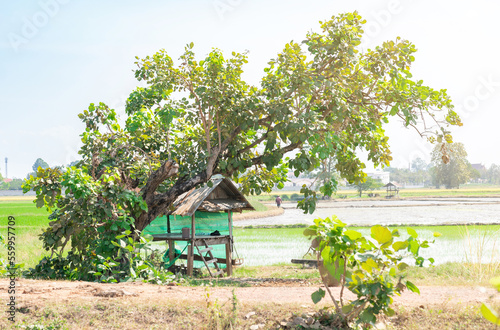 The hut under tree and terrace rice field in middle day.