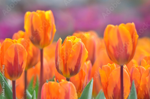 a Colorful Tulip Field with hk flower show photo