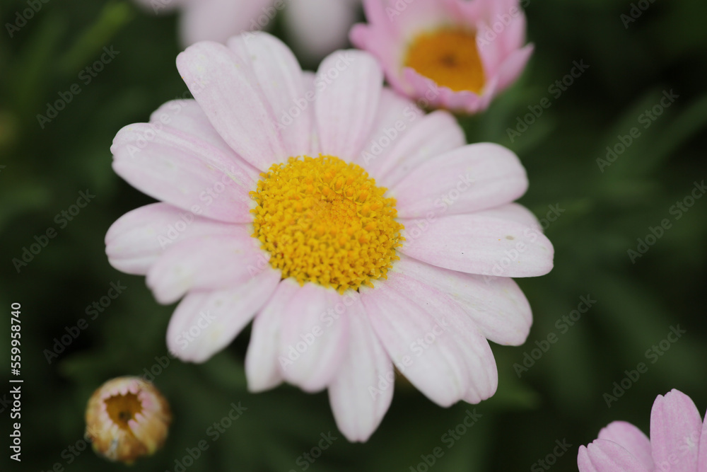 a daisy flowers on back ground of the season landscape. a daisy flowers on back ground of the season landscape.