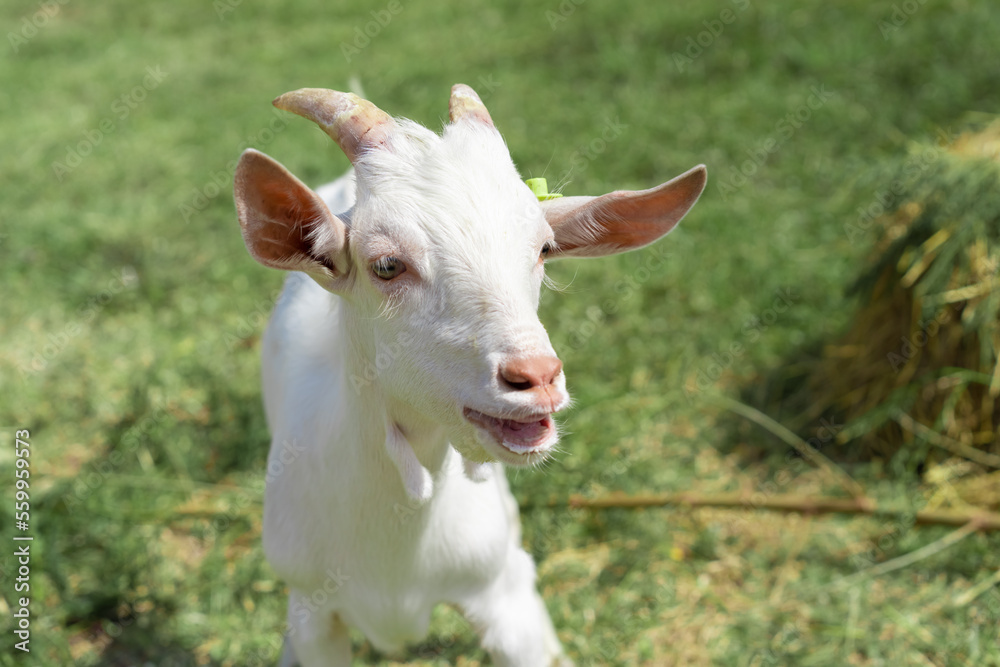 Cute white goat in the nature outdoor grass field.