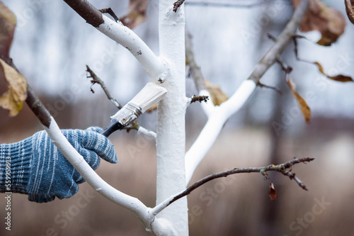 Whitewashing of fruit trees in autumn garden, gardener hand with brush painting apple tree with whitewash photo
