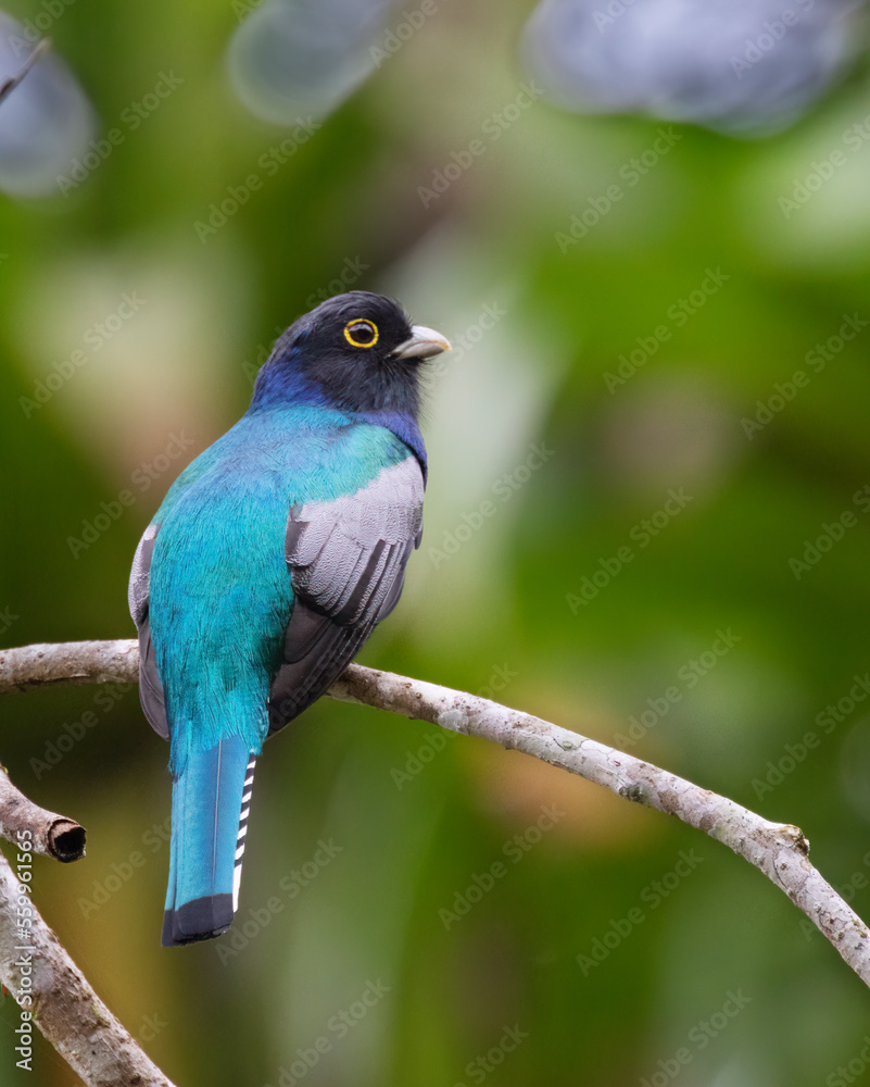 The gartered trogon or the northern violaceous trogon (Trogon caligatus) at Carara National Park, Costa Rica