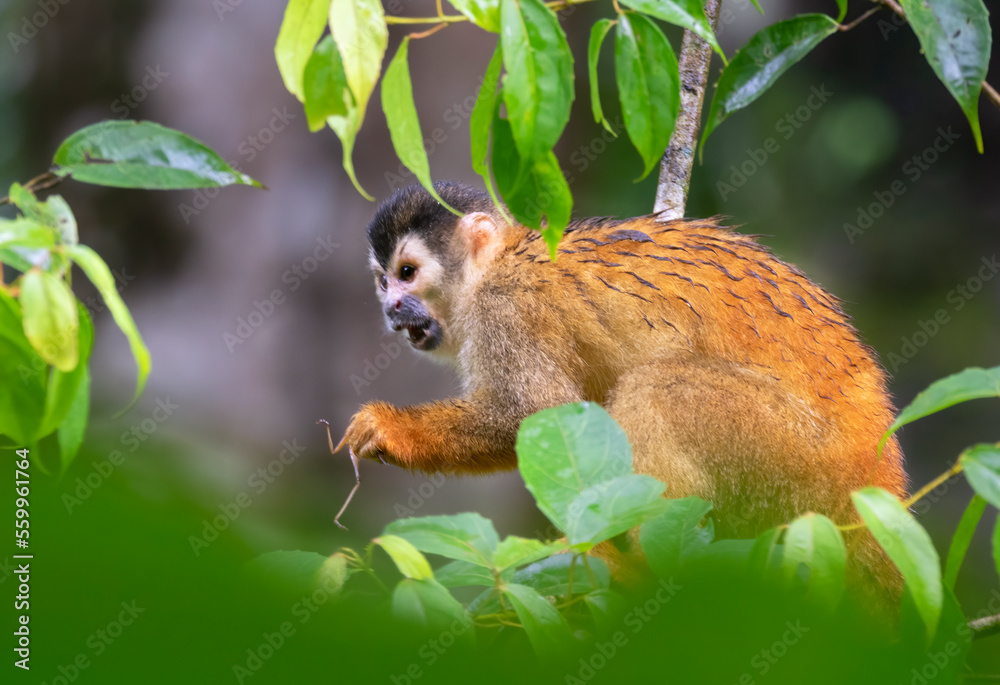 Obraz premium The squirrel monkey eating the grasshopper, Corcovado National Park, Costa Rica