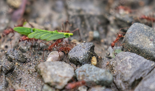 Leafcutter Ants carrying a leaf to their nest photo