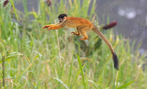 The jump of the  squirrel monkey, Saimiri oerstedii, Corcovado National Park, Costa Rica