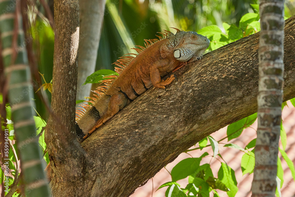 Fototapeta premium Iguana verde Costa Rica
